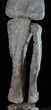 Six Foot Mounted Diplodocus Dinosaur Leg - Colorado #56366-5